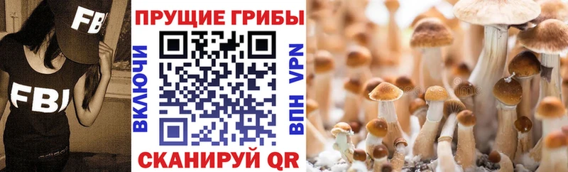 как найти наркотики  Димитровград  Псилоцибиновые грибы мухоморы 